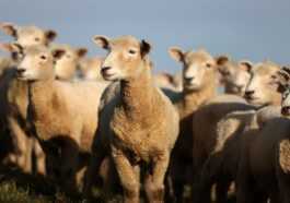 15 000 Moutons Morts Noyés Dans Un Navire Coulé Par