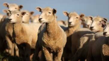 15 000 moutons morts noyés dans un navire coulé par cupidité : des milliers de têtes au-delà des limites 25 15 000 Moutons Morts Noyés Dans Un Navire Coulé Par
