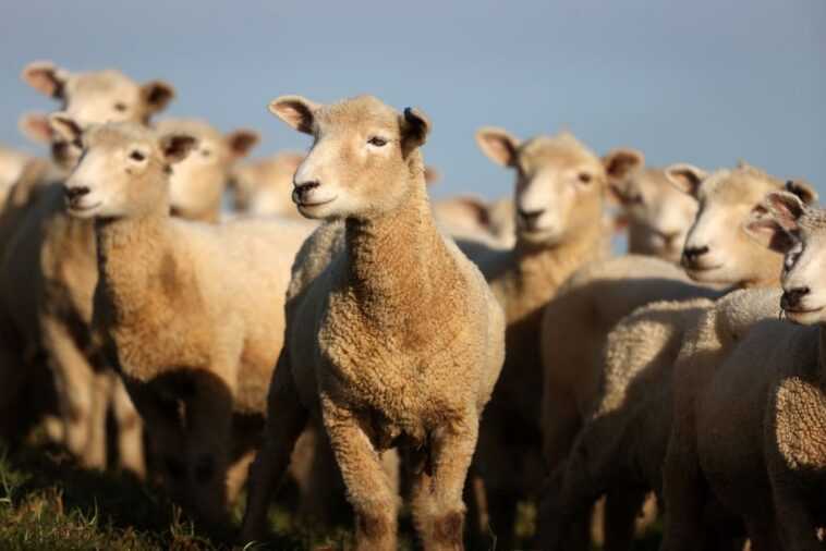 15 000 moutons morts noyés dans un navire coulé par cupidité : des milliers de têtes au-delà des limites 1 15 000 Moutons Morts Noyés Dans Un Navire Coulé Par
