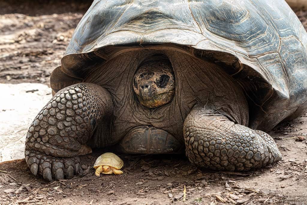 La première et magnifique tortue géante albinos des Galapagos est née : les splendides images 2 Crédit : Tropiquarium