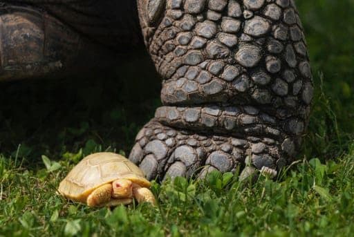 La première et magnifique tortue géante albinos des Galapagos est née : les splendides images 3 Crédit : Tropiquarium