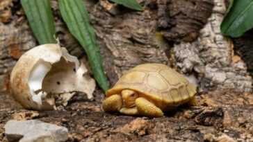 La première et magnifique tortue géante albinos des Galapagos est née : les splendides images 22 La Première Et Magnifique Tortue Géante Albinos Des Galapagos Est