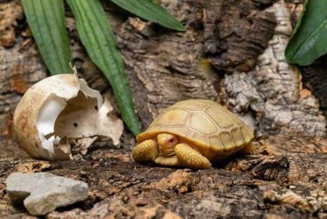 La première et magnifique tortue géante albinos des Galapagos est née : les splendides images 1 La Première Et Magnifique Tortue Géante Albinos Des Galapagos Est