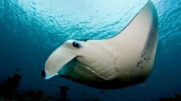 Il existe un merveilleux refuge pour les raies manta en Indonésie : les scientifiques en dénombrent plus d'un millier 11 Il Existe Un Merveilleux Refuge Pour Les Raies Manta En