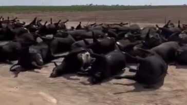 Une vague de chaleur extrême a tué des milliers de vaches au Kansas : des images dramatiques 10 Une Vague De Chaleur Extrême A Tué Des Milliers De