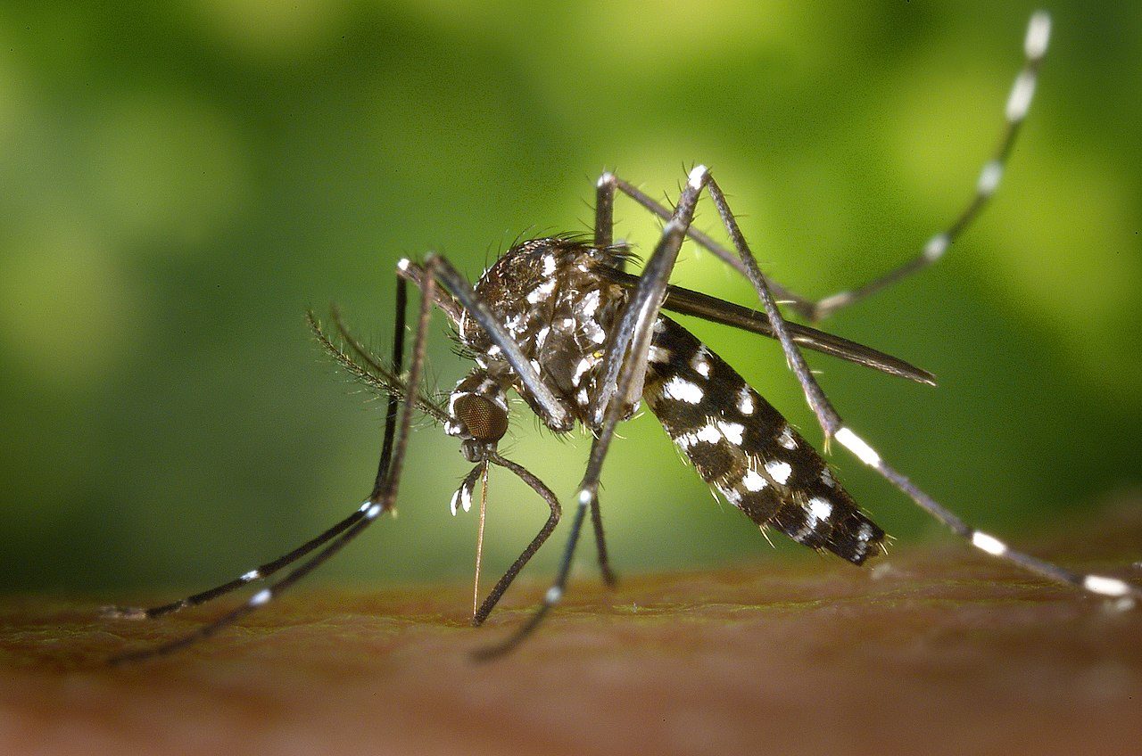 Pourquoi les moustiques sont si dangereux et lesquels le sont le plus 2 Un spécimen d'Aedes albopictus / Wikipédia
