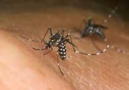 Pourquoi Les Moustiques Sont Si Dangereux Et Lesquels Le Sont