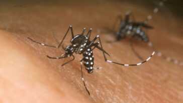 Pourquoi les moustiques sont si dangereux et lesquels le sont le plus 9 Pourquoi Les Moustiques Sont Si Dangereux Et Lesquels Le Sont