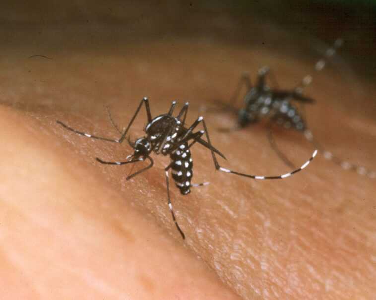 Pourquoi les moustiques sont si dangereux et lesquels le sont le plus 1 Pourquoi Les Moustiques Sont Si Dangereux Et Lesquels Le Sont