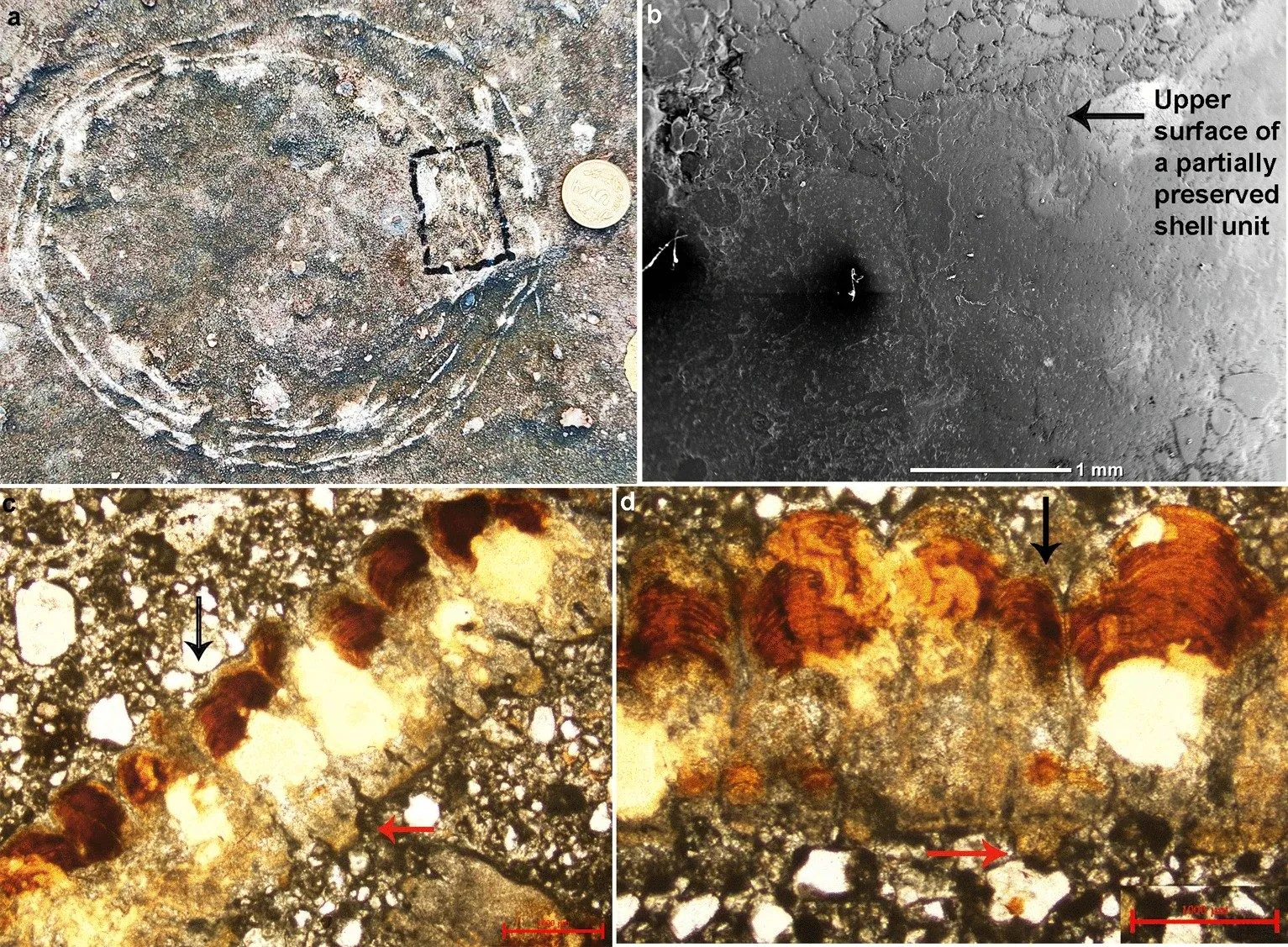 Un œuf de dinosaure à l'intérieur d'un autre œuf découvert pour la première fois : parce que c'est un fossile précieux 3 Crédit : Université de Delhi / Rapports scientifiques