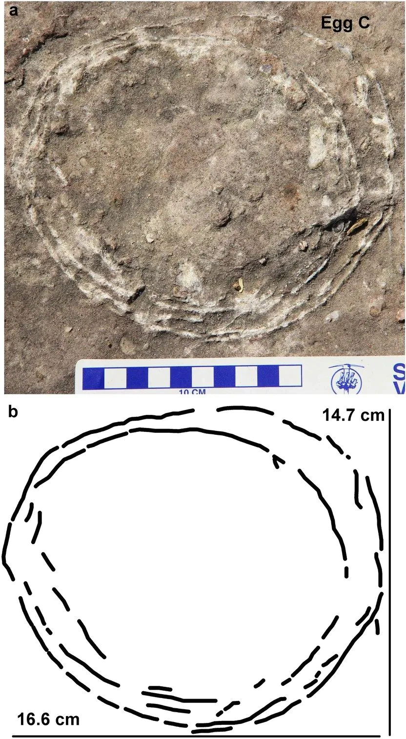 Un œuf de dinosaure à l'intérieur d'un autre œuf découvert pour la première fois : parce que c'est un fossile précieux 2 Crédit : Université de Delhi / Rapports scientifiques
