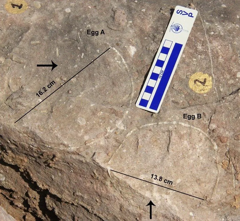 Un œuf de dinosaure à l'intérieur d'un autre œuf découvert pour la première fois : parce que c'est un fossile précieux 4 Crédit : Université de Delhi / Rapports scientifiques