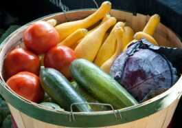 Des Chercheurs Développent Un Emballage Alimentaire à Base De Plantes