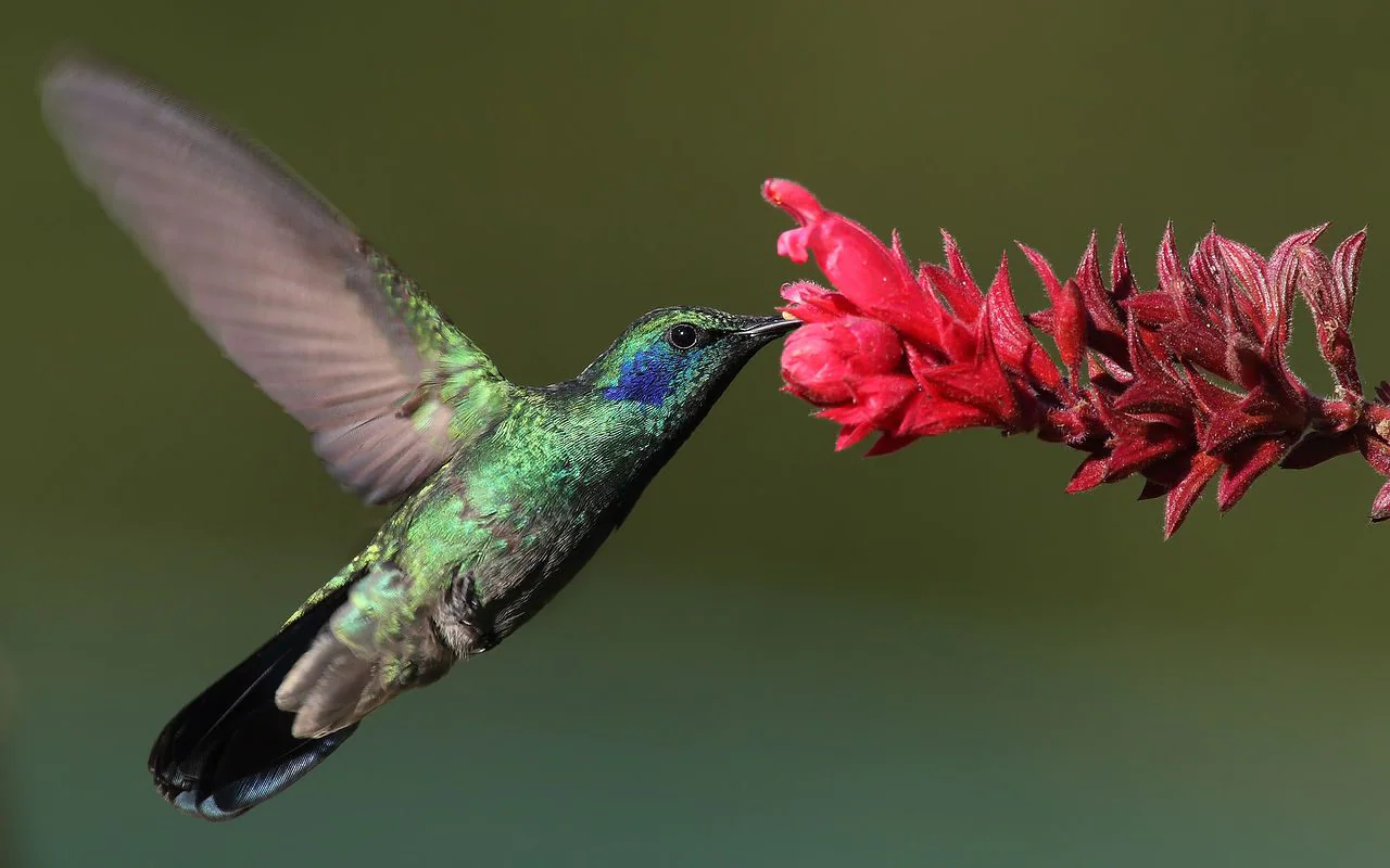 Les magnifiques colibris sont les oiseaux les plus colorés de la planète, selon une étude 2 Crédit : wikipédia
