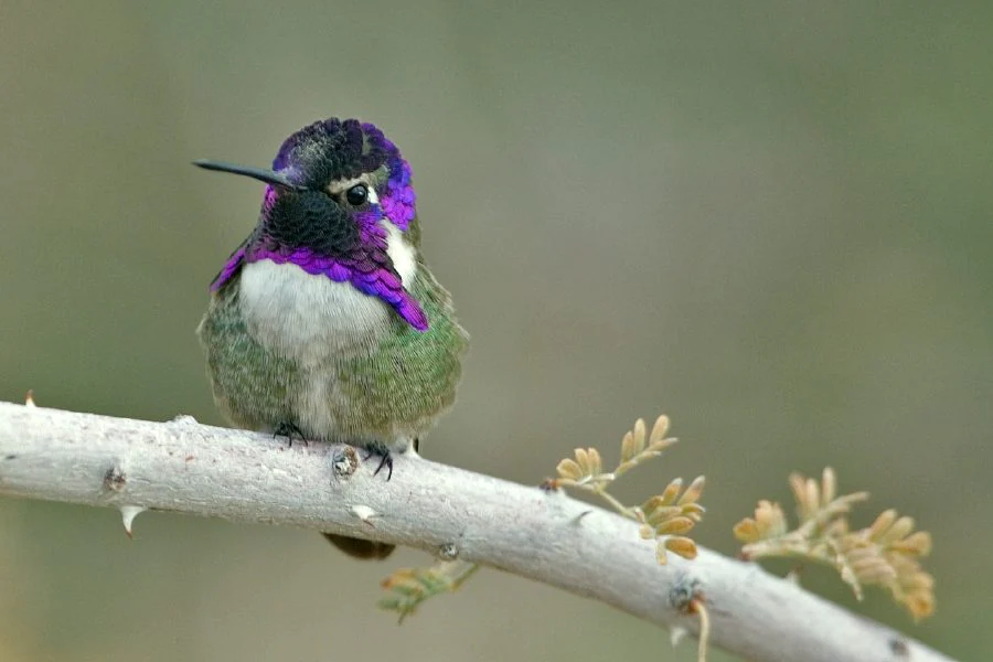 Les magnifiques colibris sont les oiseaux les plus colorés de la planète, selon une étude 4 Crédit : wikipédia