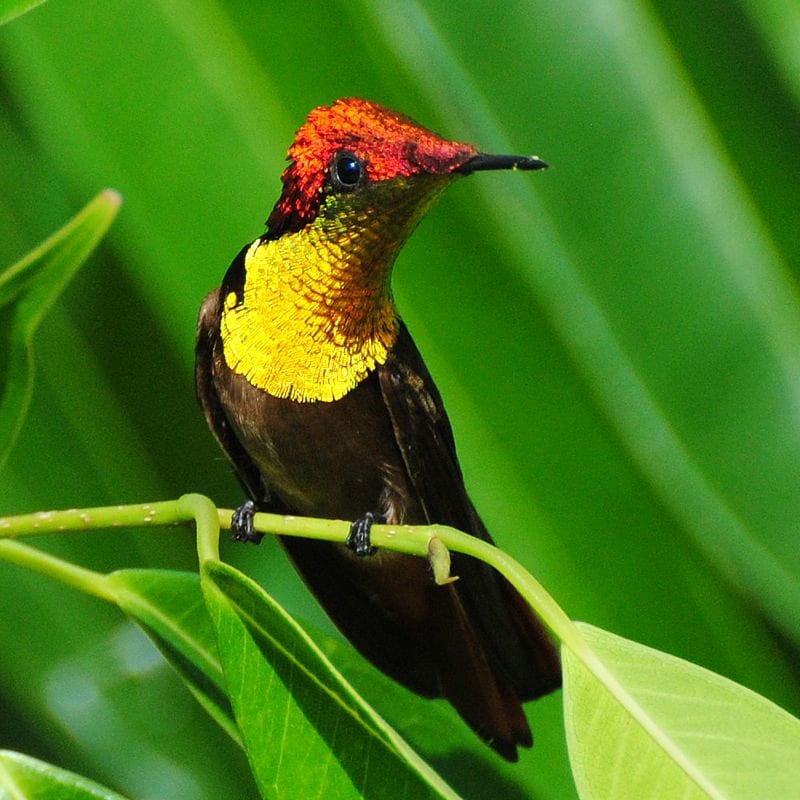 Les magnifiques colibris sont les oiseaux les plus colorés de la planète, selon une étude 3 Crédit : wikipédia