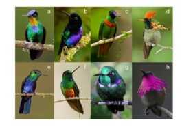 Les Magnifiques Colibris Sont Les Oiseaux Les Plus Colorés De
