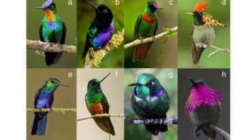 Les magnifiques colibris sont les oiseaux les plus colorés de la planète, selon une étude 23 Les Magnifiques Colibris Sont Les Oiseaux Les Plus Colorés De