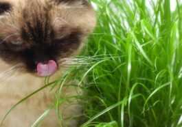 L'herbe à Chat (que Votre Chat Aime Tant) A Un
