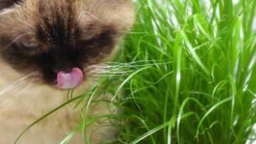 L'herbe à chat (que votre chat aime tant) a un effet caché que vous ne connaissez peut-être pas 22 L'herbe à Chat (que Votre Chat Aime Tant) A Un