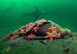 Un Essaim D'étoiles De Chauve Souris Dévore Un Lion De Mer