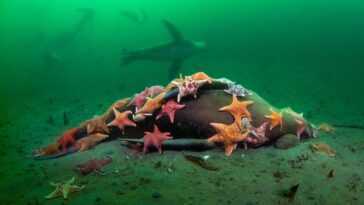 Un essaim d'étoiles de chauve-souris dévore un lion de mer au fond de la mer - le superbe cliché 20 Un Essaim D'étoiles De Chauve Souris Dévore Un Lion De Mer