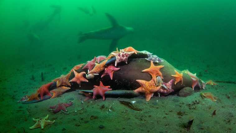 Un essaim d'étoiles de chauve-souris dévore un lion de mer au fond de la mer - le superbe cliché 1 Un Essaim D'étoiles De Chauve Souris Dévore Un Lion De Mer