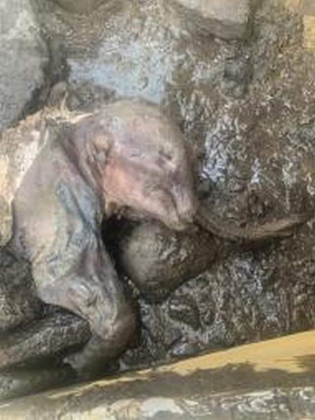 Un magnifique bébé mammouth émerge des glaces canadiennes : Nun cho ga est parfaitement conservé 3 Source : Gouvernement du Yukon