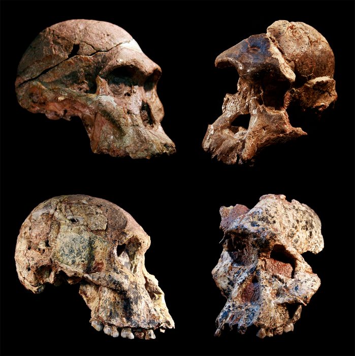 Les premiers fossiles du berceau de l'humanité ont plus d'un million d'années 3 Quatre crânes d'australopithèques différents découverts dans les grottes de Sterkfontein, en Afrique du Sud / Crédit : Ditsong Museum of Natural History