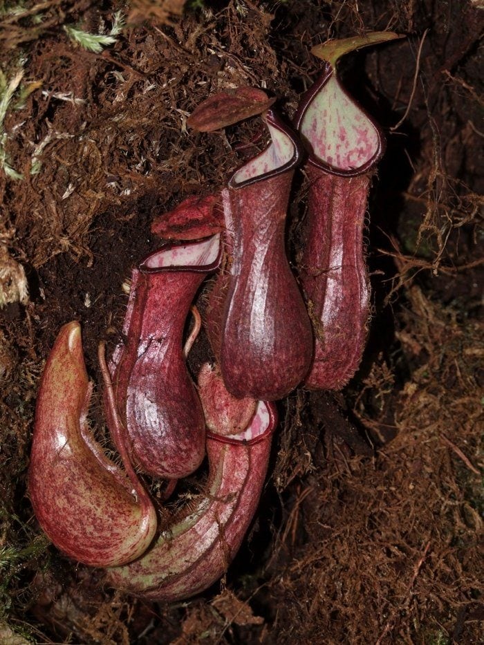 Cette plante se cache sous terre pour capturer sa proie 3 Les pièges souterrains de Nepenthes pudica / Crédit : Martin Dančák