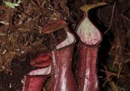Cette Plante Se Cache Sous Terre Pour Capturer Sa Proie