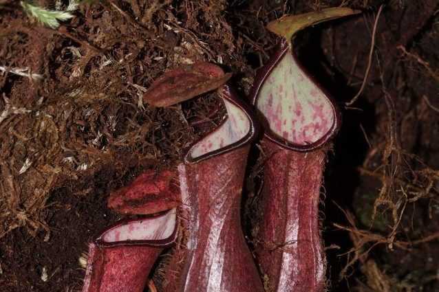 Cette plante se cache sous terre pour capturer sa proie 1 Cette Plante Se Cache Sous Terre Pour Capturer Sa Proie