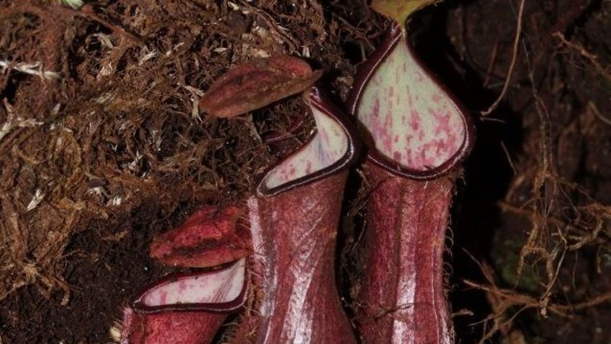 Cette plante se cache sous terre pour capturer sa proie 2 Cette plante se cache sous terre pour capturer sa proie