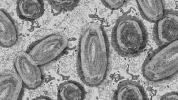 Comment la variole du singe s'est propagée : les premières études suggèrent une transmission sexuelle 24 Comment La Variole Du Singe S'est Propagée : Les Premières études