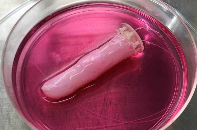 Créé une peau vivante avec des cellules humaines pour recouvrir les robots - il a également des capacités d'auto-guérison 1 Créé Une Peau Vivante Avec Des Cellules Humaines Pour Recouvrir