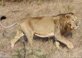 Des Vétérinaires Rendent La Vue à Un Lion Aveugle Et