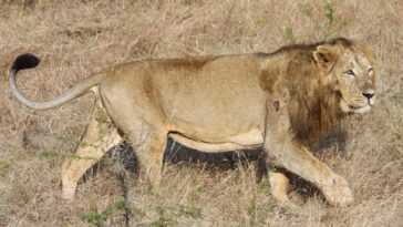Des vétérinaires rendent la vue à un lion aveugle et lui sauvent la vie : bientôt il sera de nouveau libre 12 Des Vétérinaires Rendent La Vue à Un Lion Aveugle Et