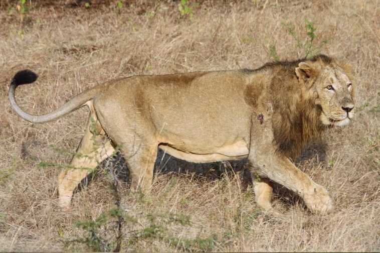 Des vétérinaires rendent la vue à un lion aveugle et lui sauvent la vie : bientôt il sera de nouveau libre 1 Des Vétérinaires Rendent La Vue à Un Lion Aveugle Et