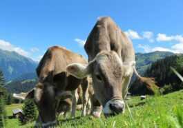 La Nouvelle Zélande Veut Taxer Les Rots De Vache Et De