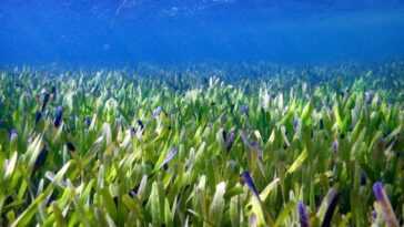 La plus grande plante du monde est un jonc de mer qui vit en Australie 30 La Plus Grande Plante Du Monde Est Un Jonc De