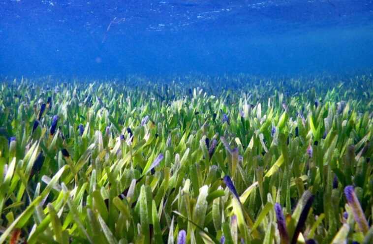 La plus grande plante du monde est un jonc de mer qui vit en Australie 1 La Plus Grande Plante Du Monde Est Un Jonc De