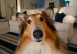 Le Chien Est Le Meilleur Ami De L'homme Et Nous