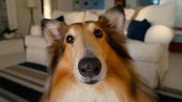 Le chien est le meilleur ami de l'homme et nous venons de découvrir comment il en est devenu un 16 Le Chien Est Le Meilleur Ami De L'homme Et Nous