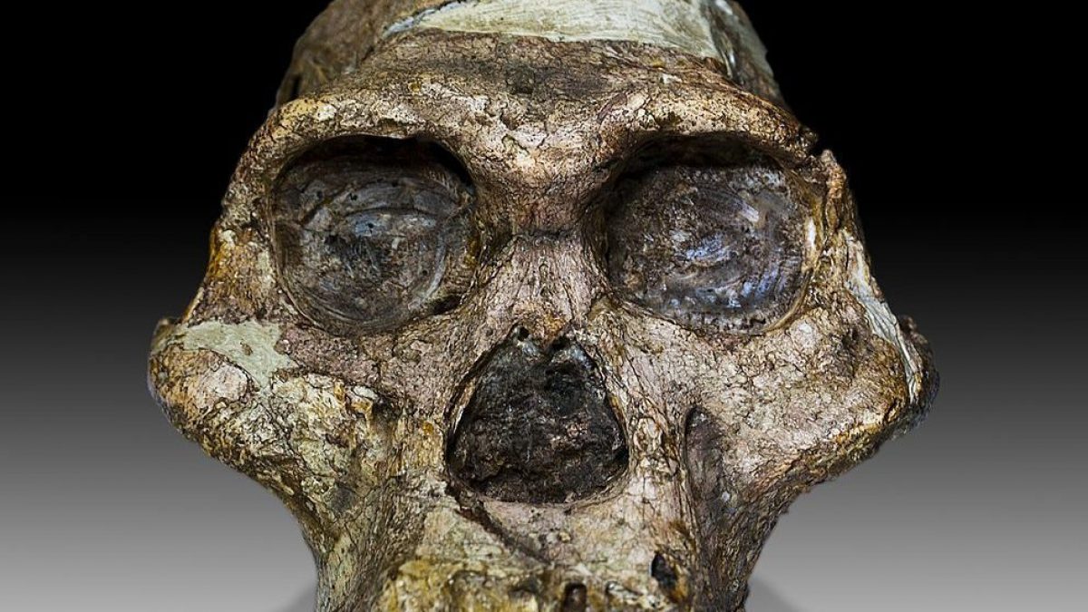 Les premiers fossiles du berceau de l'humanité ont plus d'un million d'années 2 Le crâne de Mme Ples / Transvaal Museum, Pretoria, Afrique du Sud.