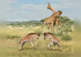 Pourquoi Les Girafes Ont Un Si Long Cou : Un