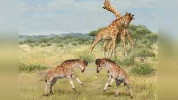 Pourquoi les girafes ont un si long cou : un fossile vieux de 16,9 millions d'années le révèle 19 Pourquoi Les Girafes Ont Un Si Long Cou : Un
