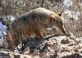 Toute Une Meute De Loups Exterminée Au Poison Dans Le