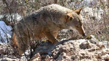 Toute une meute de loups exterminée au poison dans le parc de Monte Sole : cinq spécimens tués 23 Toute Une Meute De Loups Exterminée Au Poison Dans Le