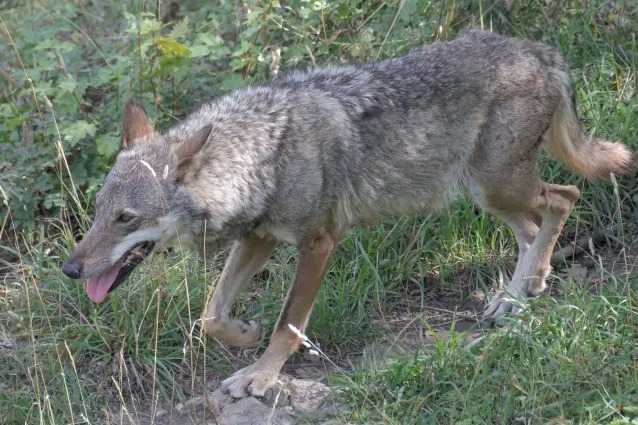 Toute une meute de loups exterminée au poison dans le parc de Monte Sole : cinq spécimens tués 2 Un Loup Gris Des Apennins