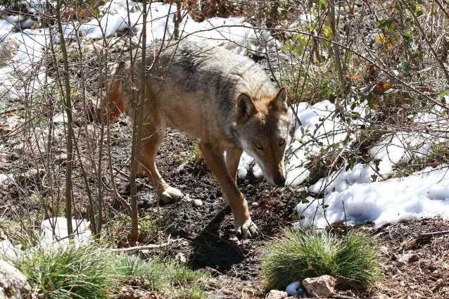 Toute une meute de loups exterminée au poison dans le parc de Monte Sole : cinq spécimens tués 5 Un Loup Marche Neige